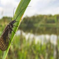 Alder Fly wideangle 